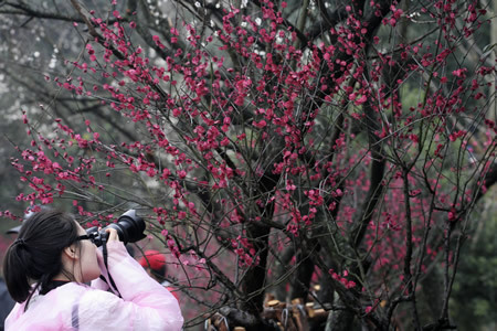 杭州：江南春早 十萬株梅花競相開放