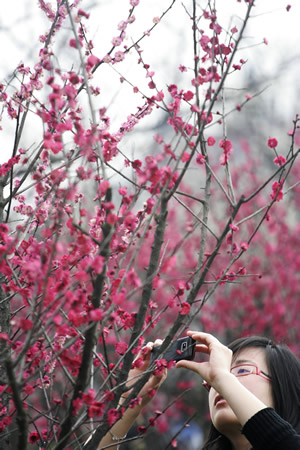 杭州：江南春早 十萬株梅花競相開放