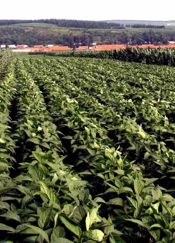 “北大倉”今年將新增500萬畝旱澇保收田