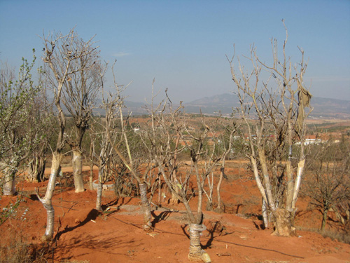 云南花卉受旱災 經濟損失8．54億元（圖）