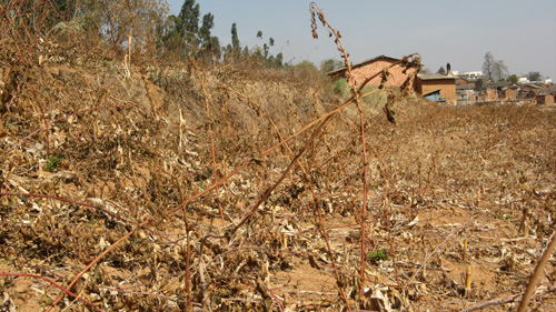 云南花卉受旱災 經濟損失8．54億元（圖）