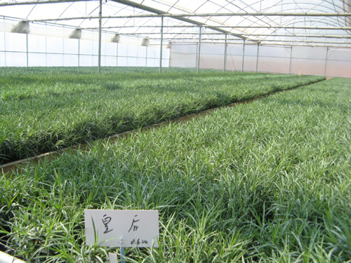 云南花卉受旱災 經濟損失8．54億元（圖）