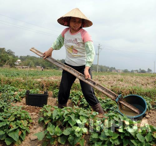 廣西各地群眾積極抗旱搶種