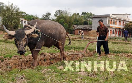 廣西各地群眾積極抗旱搶種