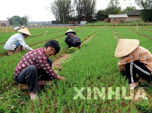 廣西各地群眾積極抗旱搶種