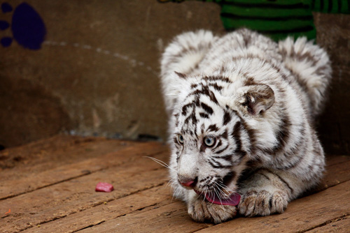 白虎認養(yǎng)儀式 虎寶寶很享福(圖)