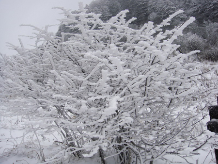 神農架婦女節里喜降桃花雪