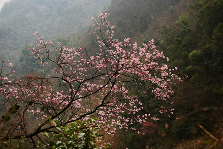 神農架婦女節里喜降桃花雪
