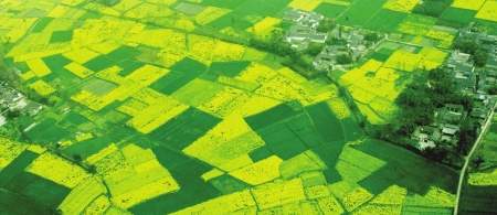 成都首屆油菜花節11日開幕