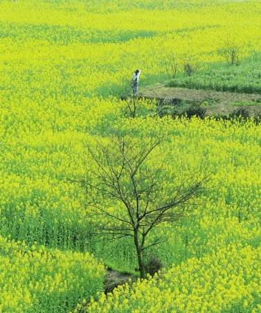 成都首屆油菜花節11日開幕
