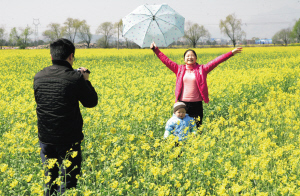 瑞安8000畝花海候客來