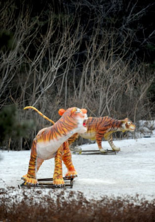 沈陽野生動物園11只東北虎營養不良死亡(圖)