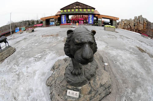沈陽野生動物園11只東北虎營養不良死亡(圖)