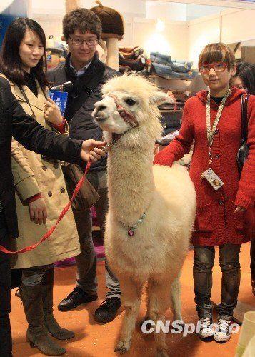 網(wǎng)絡(luò)神獸