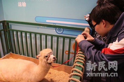 網(wǎng)絡(luò)神獸