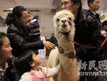 網(wǎng)絡(luò)神獸