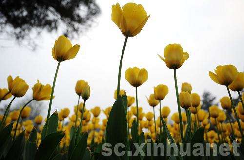 石象湖景區郁金香盛開