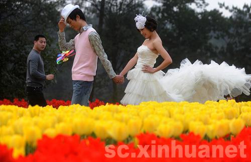 石象湖景區郁金香盛開