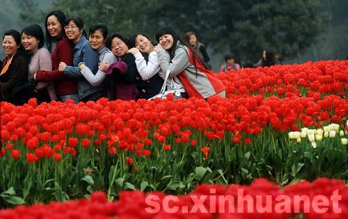 石象湖景區郁金香盛開