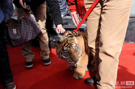 沈陽一樓盤開盤邀請一只7歲東北虎
