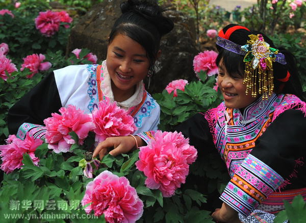 春日獅山牡丹紅