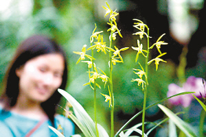 賞國內外名蘭花 周末到會展中心