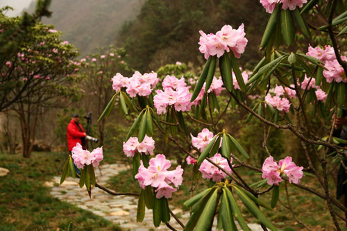 氣溫偏暖 神農(nóng)架高山杜鵑提前綻放（圖）