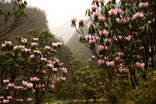 氣溫偏暖 神農(nóng)架高山杜鵑提前綻放（圖）