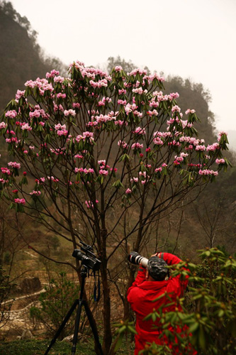 氣溫偏暖 神農架高山杜鵑提前綻放（圖）