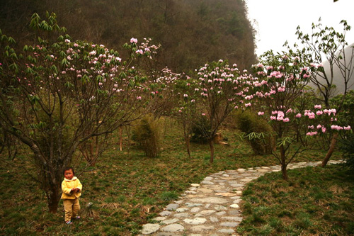 氣溫偏暖 神農架高山杜鵑提前綻放（圖）