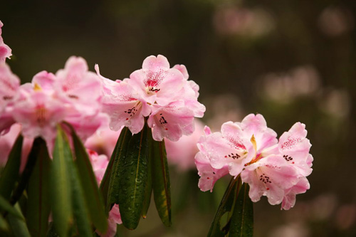 氣溫偏暖 神農架高山杜鵑提前綻放（圖）