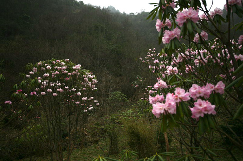氣溫偏暖 神農架高山杜鵑提前綻放（圖）