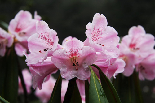 氣溫偏暖 神農架高山杜鵑提前綻放（圖）