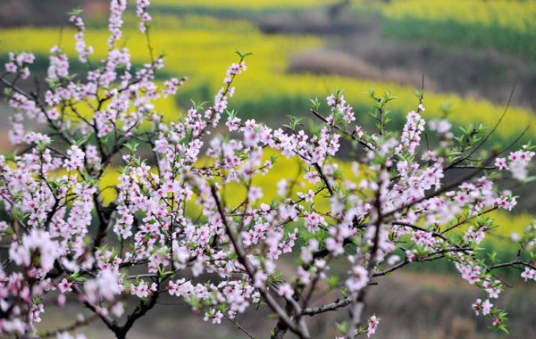 洞庭無處不飛花