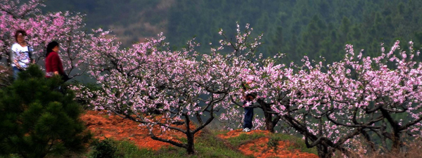 洞庭無處不飛花