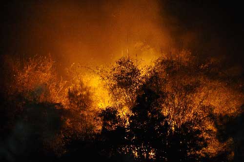 重慶主城區(qū)發(fā)生大面積山火 政府發(fā)緊急通知