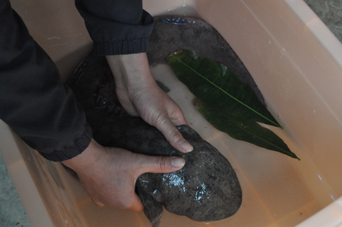 “燙手山芋”娃娃魚落戶云南野生動物園（圖）