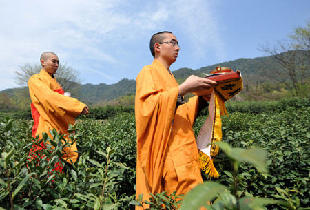 杭州僧人開摘“法凈禪茶”