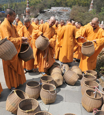 杭州僧人開摘“法凈禪茶”