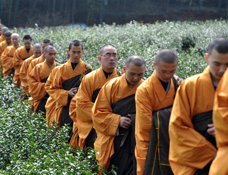 杭州僧人開摘“法凈禪茶”