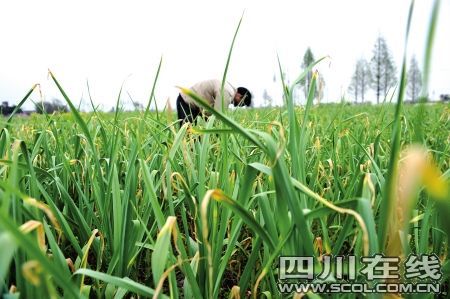 四川彭州18米深井因干旱見底(組圖)