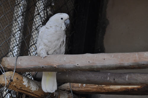 老鼠猖獗咬斷鸚鵡腿 云南野生動物園求滅鼠良方