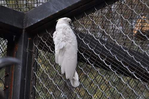 老鼠猖獗咬斷鸚鵡腿 云南野生動物園求滅鼠良方