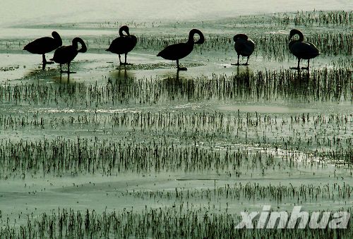 河南：三門峽榮獲“中國大天鵝之鄉”稱號