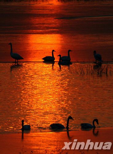 河南：三門峽榮獲“中國大天鵝之鄉”稱號