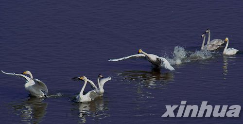 河南：三門峽榮獲“中國大天鵝之鄉”稱號