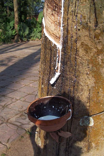 大旱襲來云南橡膠減產(chǎn) 下游產(chǎn)品價(jià)格略有上漲