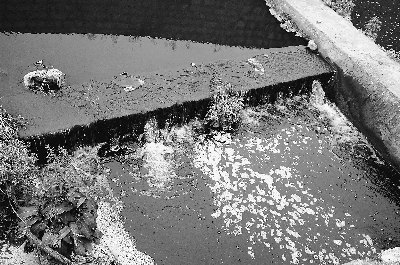 貴陽松溪河遭嚴重污染每天死魚數百斤(組圖)