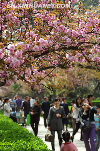 西安櫻花 美不勝收