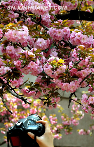 西安櫻花 美不勝收